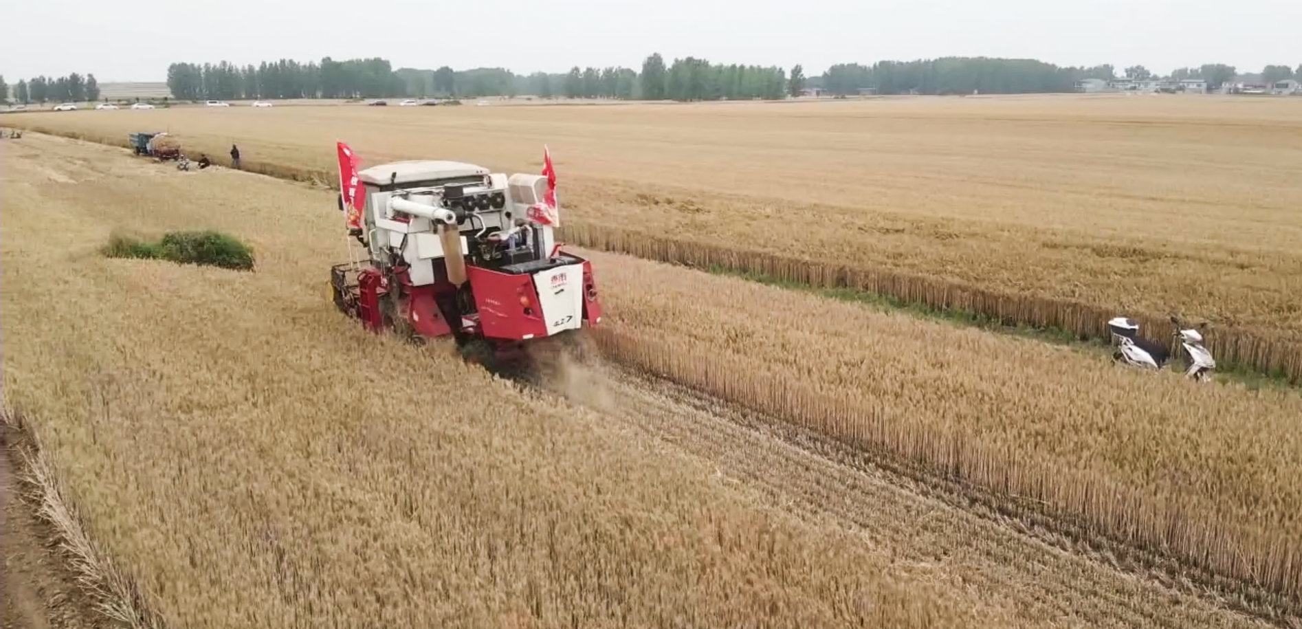 亩增产569.34斤,百万人次围观诺普信小麦测产 亩增产569.34斤,百万人次围观诺普信小麦测产