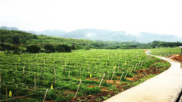 中央候补委员、厦门市委书记裴金佳视察田田圈福建百香果基地,盛赞“科技扶贫”的发展之路 中央候补委员、厦门市委书记裴金佳视察田田圈福建百香果基地,盛赞“科技扶贫”的发展之路